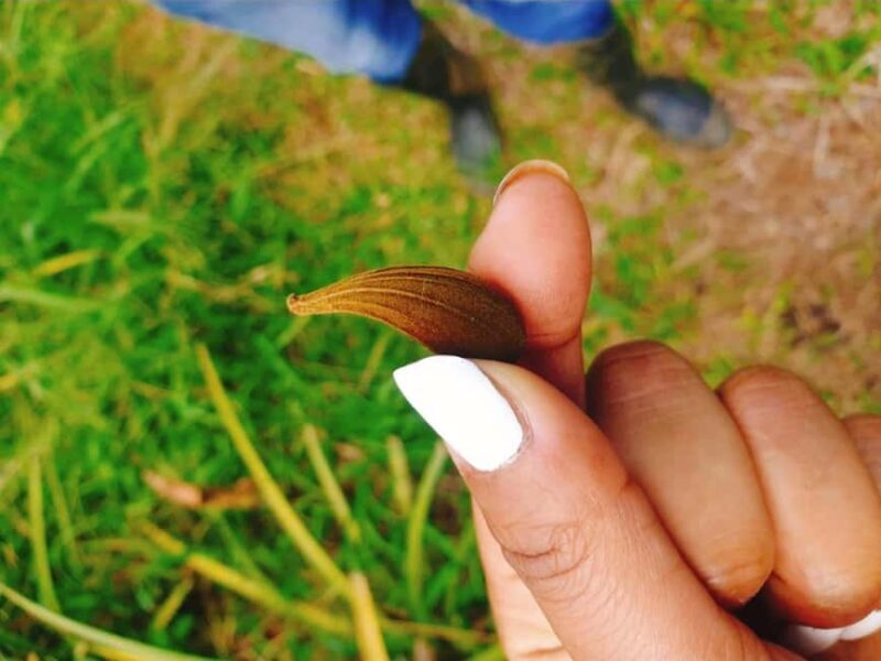 Montego Bay: The Great Kids Quest to the South Coast - FAQs