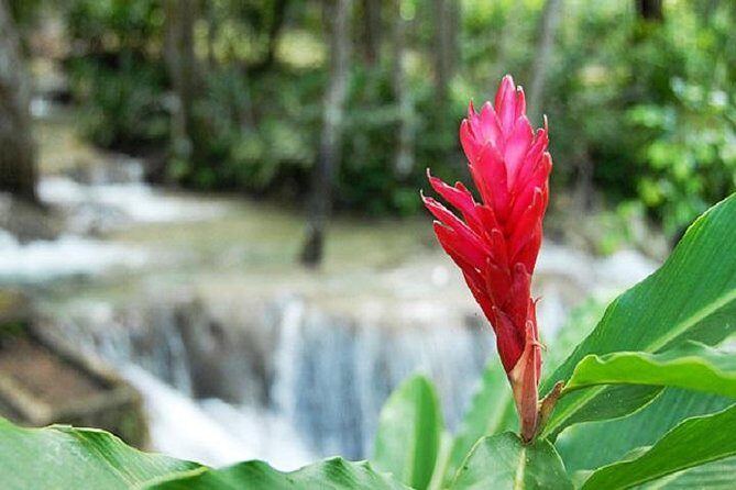 Montego Bay to Dunn's River Falls Half-Day Trip - Who Will Enjoy This Tour?