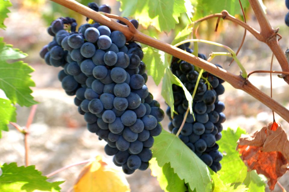 Montepulciano Wine & Cheese Tour With Lunch From Florence - Activities