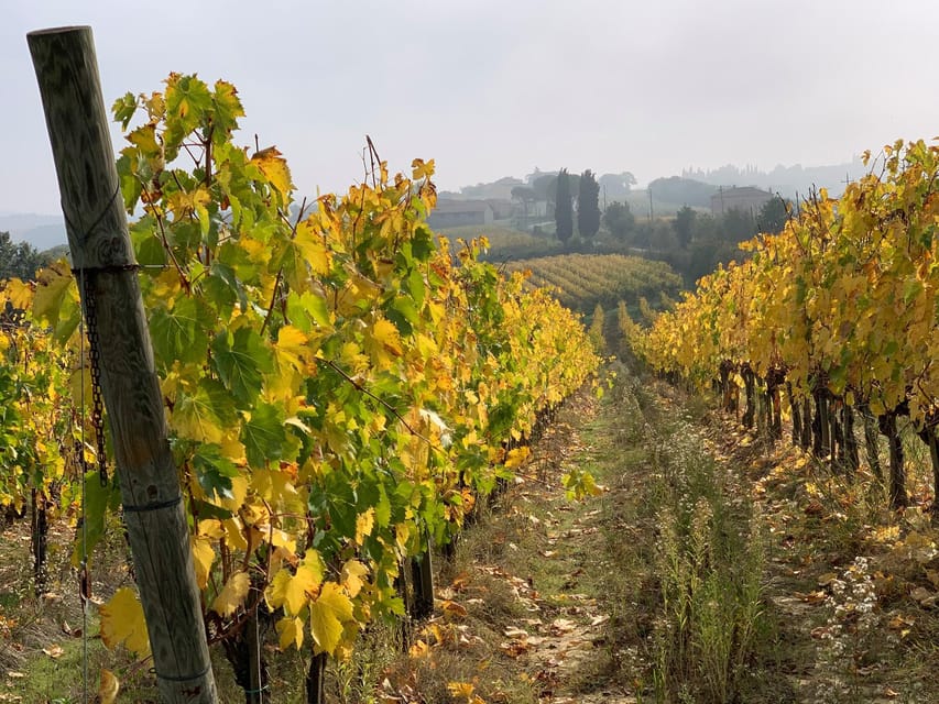 Montepulciano: Wine Tour and Tasting - Key Points