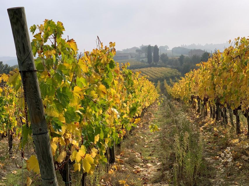 Montepulciano: Wine Tour and Tasting - Customer Experiences and Ratings