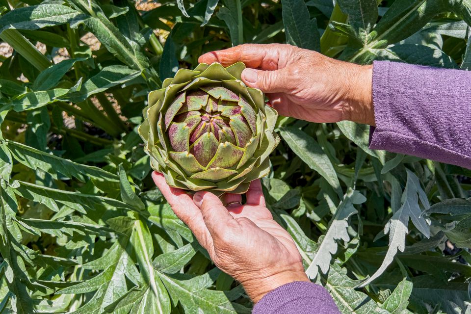 Monterey County Salinas Valley Farm Tour - Tour Highlights