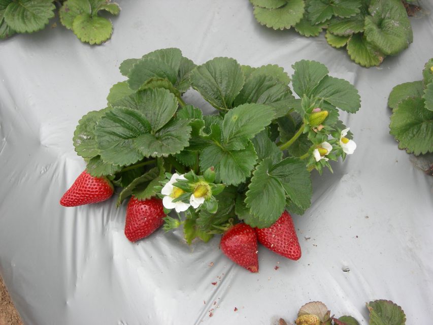 Monterey County Salinas Valley Farm Tour - Tour Inclusions
