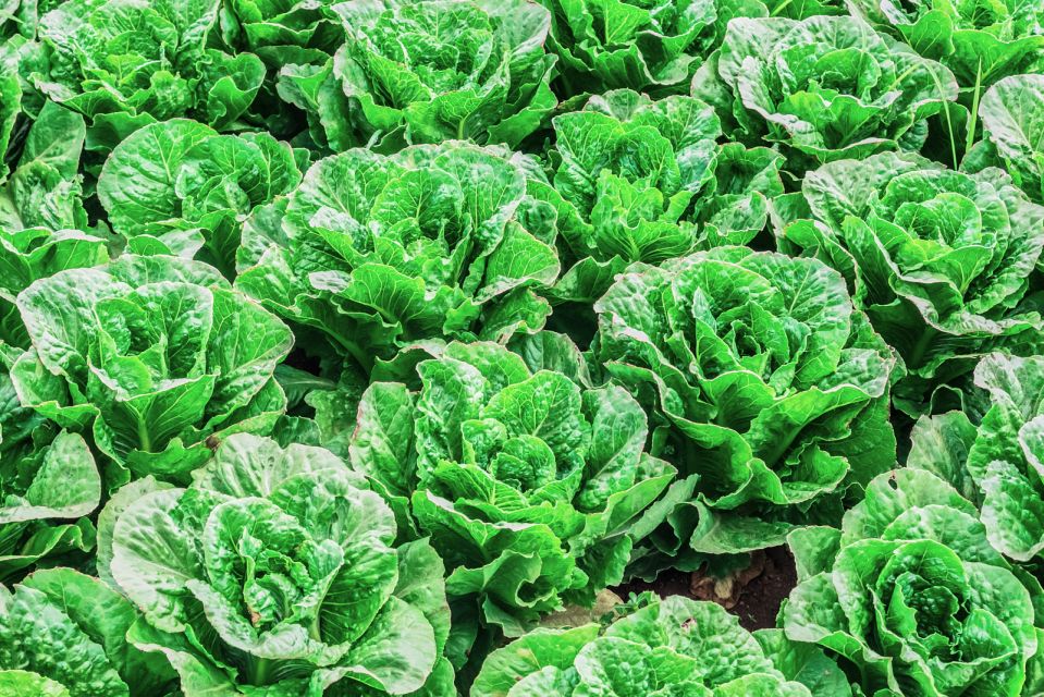 Monterey County Salinas Valley Farm Tour - Additional Information