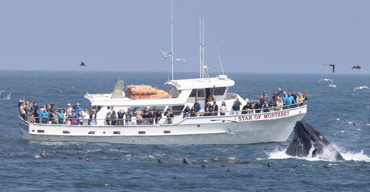 Monterey: Monterey Bay Dolphin and Whale Watching Boat Tour - Highlights of the Cruise