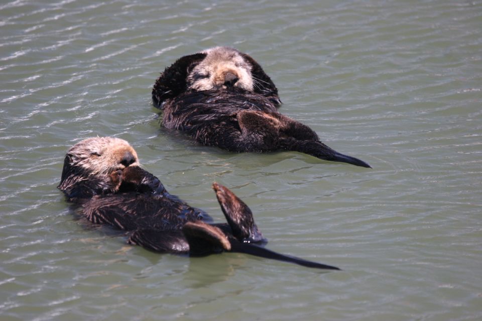 Monterey: Monterey Bay Dolphin and Whale Watching Boat Tour - Marine Wildlife Sightings