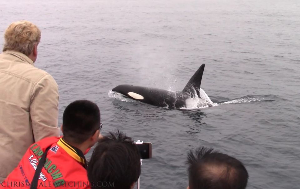 Monterey: Monterey Bay Dolphin and Whale Watching Boat Tour - Coastal Scenery and Landscapes