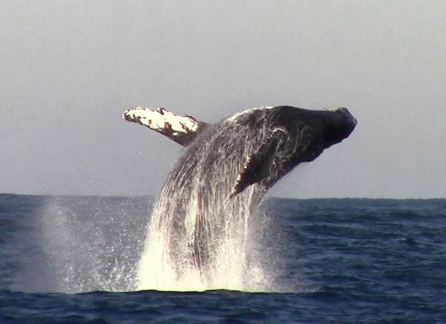 Monterey: Monterey Bay Dolphin and Whale Watching Boat Tour - Booking and Cancellation Policy
