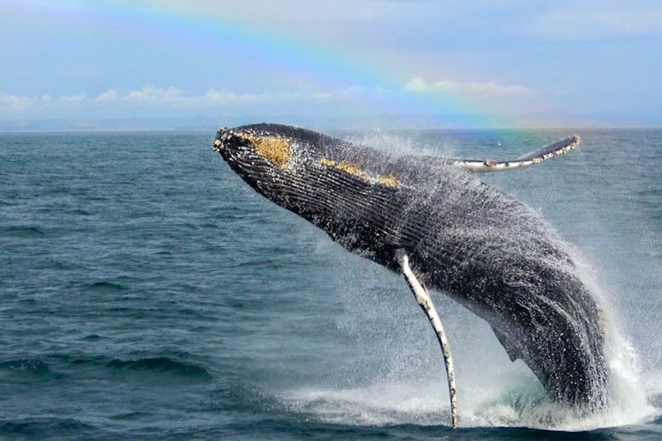 Monterey: Monterey Bay Dolphin and Whale Watching Boat Tour - Frequently Asked Questions