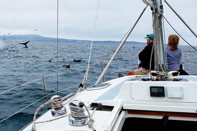 Monterey Private 3 - 4 Hour Whale Watching Cruise - An In-Depth Look at the Monterey Whale Watching Experience