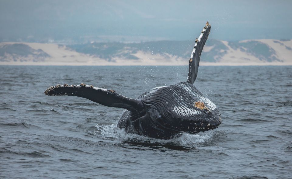 Monterey: Sunset Whale Watching Cruise With a Guide - Parking Information