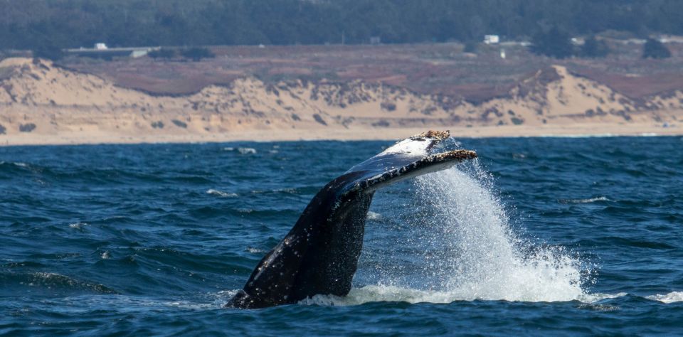 Monterey: Sunset Whale Watching Cruise With a Guide - Highlights of the Cruise