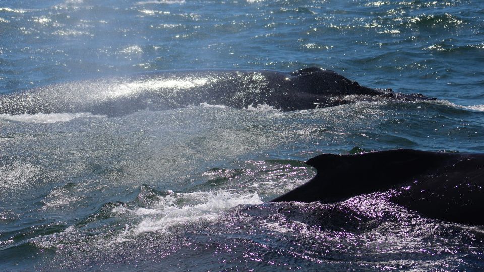 Monterey: Sunset Whale Watching Cruise With a Guide - Live Tour Guide Experience