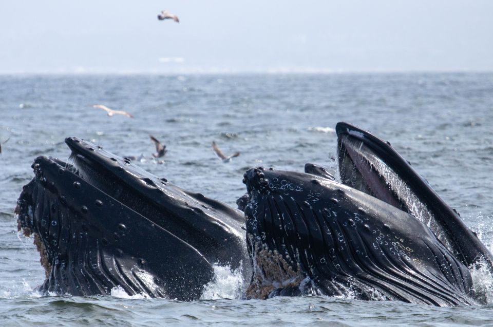 Monterey: Sunset Whale Watching Cruise With a Guide - Monterey Bay Seasonal Insights