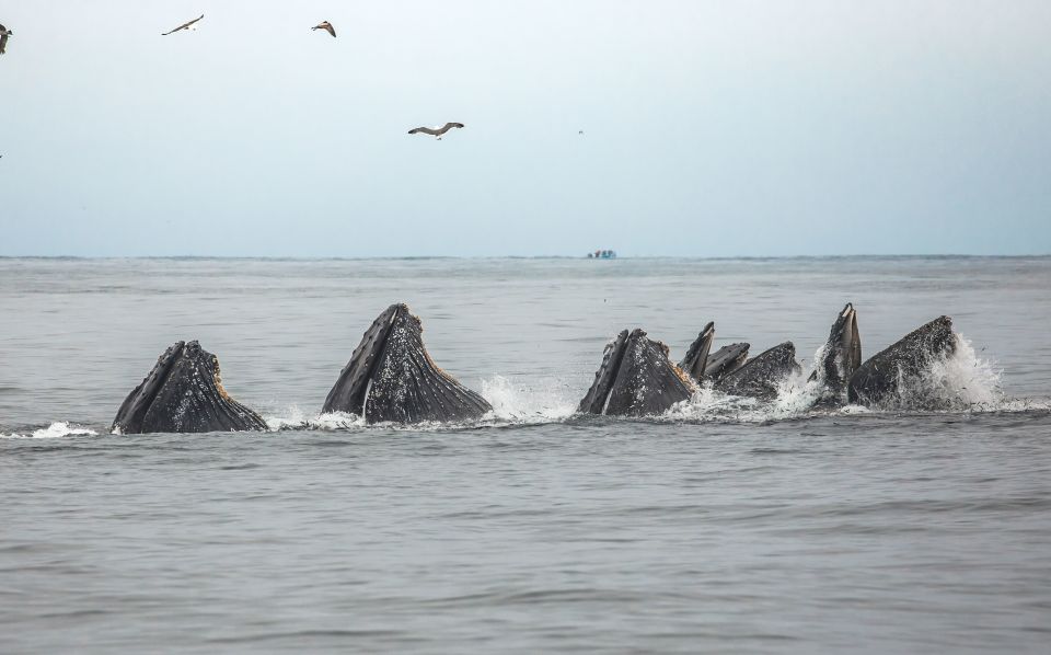Monterey: Sunset Whale Watching Cruise With a Guide - Cancellation Policy