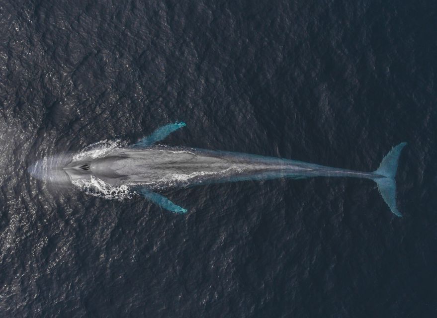 Monterey: Sunset Whale Watching Cruise With a Guide - Recap