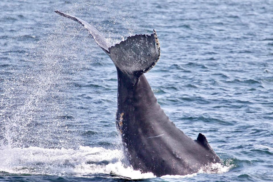 Monterey: Whale Watching Cruise - Whale-Watching Cruise Highlights