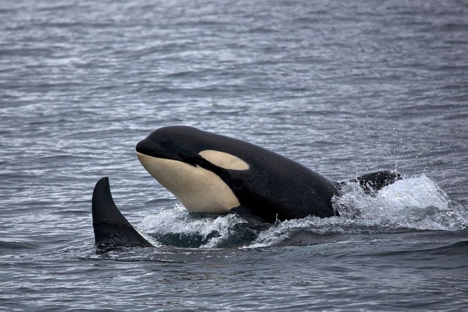 Monterey: Whale Watching Cruise - Guided by a Marine Biologist