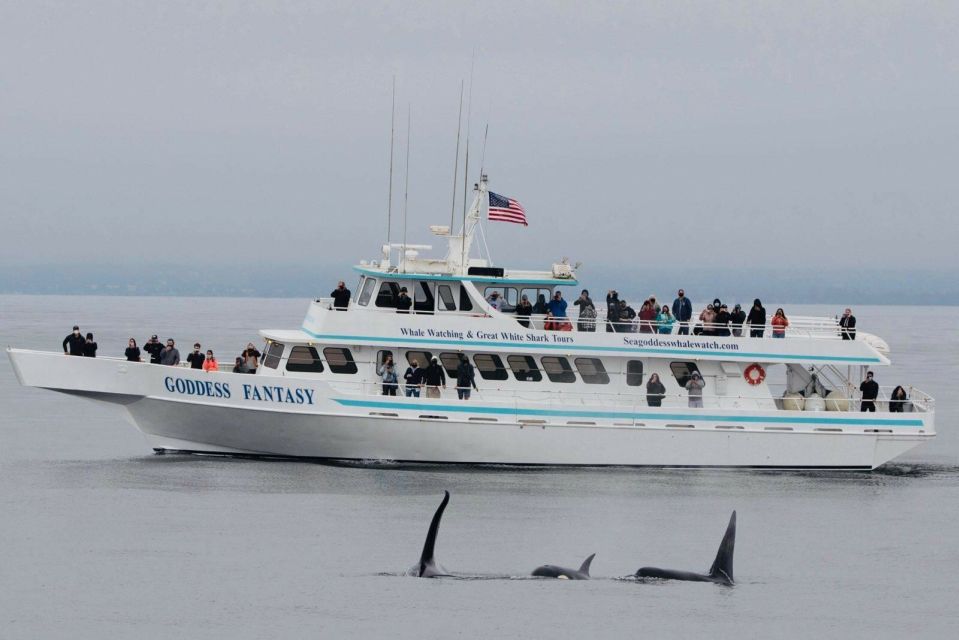 Monterey: Whale Watching Cruise - Encountering Diverse Marine Life