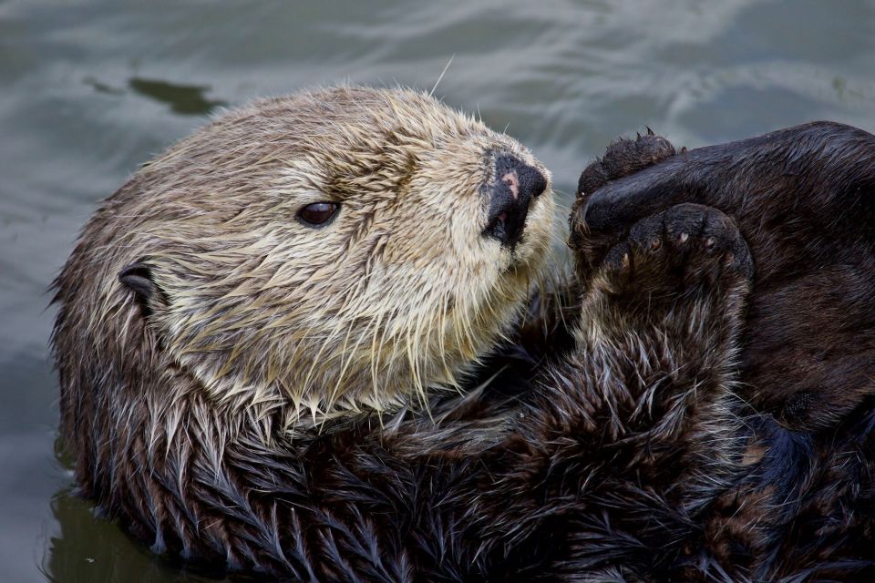 Monterey: Whale Watching Cruise - Duration and Pricing Information