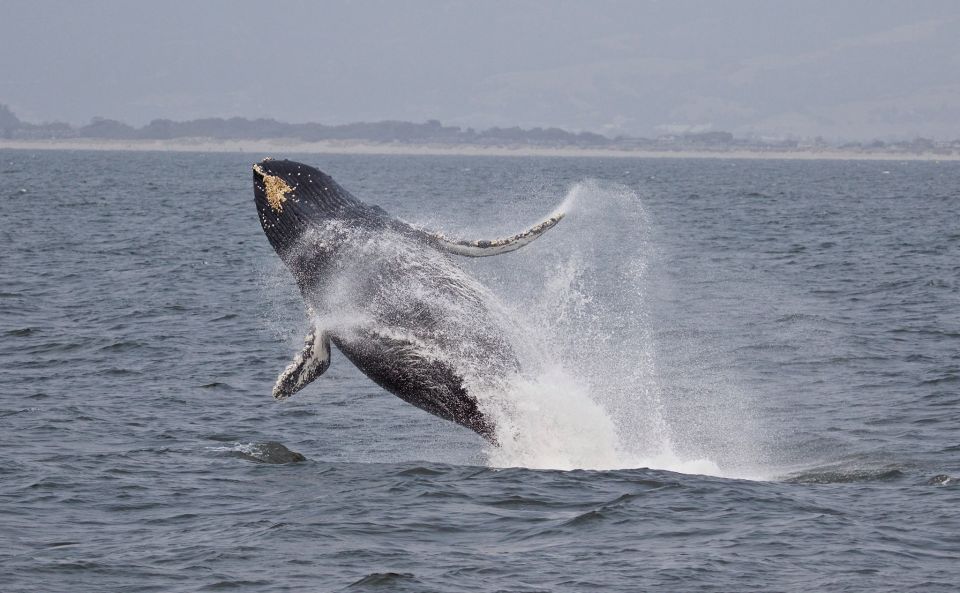 Monterey: Whale Watching Cruise - Meeting Point and Directions