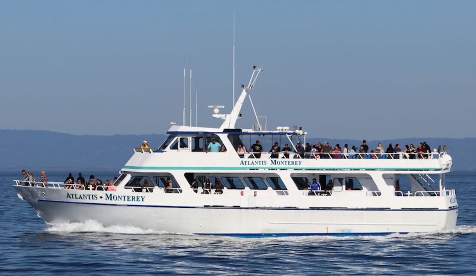 Monterey: Whale Watching Tour With a Marine Guide - Marine Wildlife Sightings
