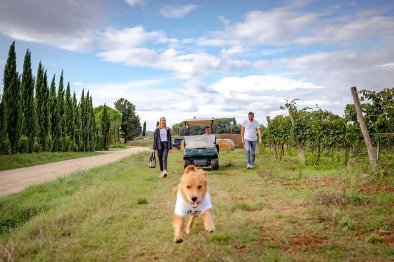 Monteriggioni: Vineyard Golf Cart Tour with Wine and Lunch - The Scenic Drive and Vineyard Experience