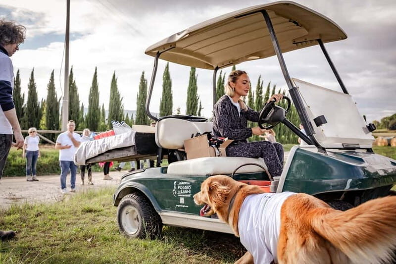 Monteriggioni: Vineyard Golf Cart Tour with Wine and Lunch - Wine Tasting with a Connoisseur’s Touch