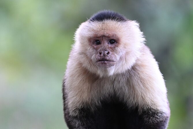 Monteverde Cloud Forest Tour - Birdwatching Opportunities