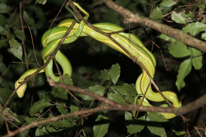 Monteverde Night Walk Tour: the night life of the forest - Who Should Consider This Tour?