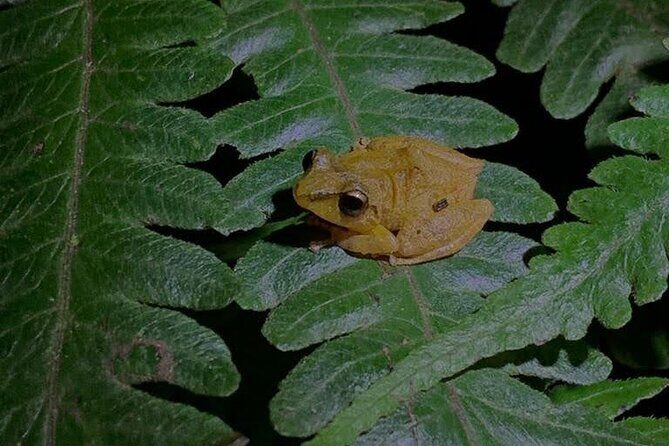 Monteverde Night Walk Tour: the night life of the forest - The Sum Up
