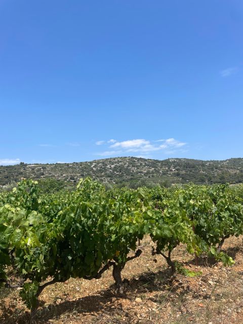 Montpellier: Half Day Wine and Caviar St Guilhem Le Désert - Meeting Point Details