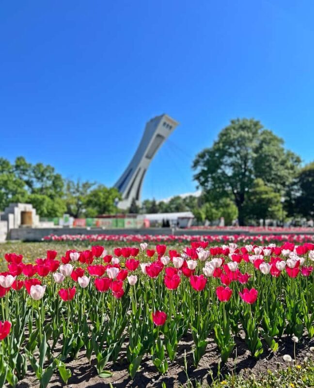 Montreal: 3-Hour Private Car Tour with Expert & Free Pickup - The Itinerary in Detail