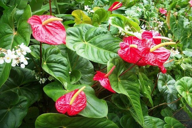 Montreal Gardens Tour with Trubb Taxi Tours - Key Points