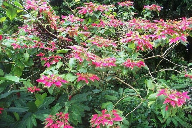 Montreal Gardens Tour with Trubb Taxi Tours - Introduction: A Closer Look at the Montreal Gardens Tour