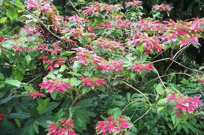 Montreal Gardens Tour with Trubb Taxi Tours - FAQ: Your Practical Questions Answered