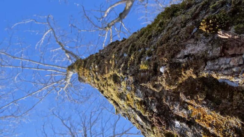Montreal: Maple syrup talk and tasting! In French! - Authenticity and Participant Feedback
