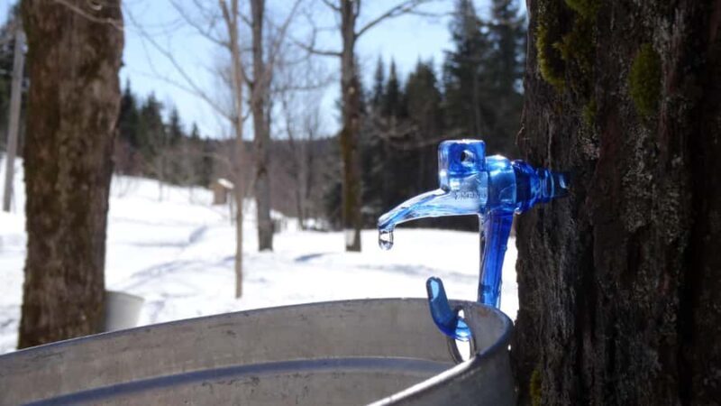 Montreal: Maple syrup talk and tasting! In French! - FAQ