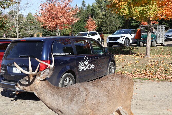 Montreal: Omega Park Canadian Wildlife Safari Adventure - Key Points