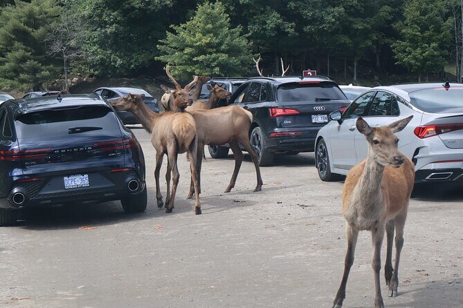 Montreal: Omega Park Canadian Wildlife Safari Adventure - Using Your Time Wisely