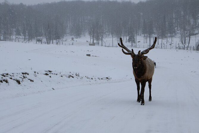 Montreal: Omega Park Canadian Wildlife Safari Adventure - Value and Pricing