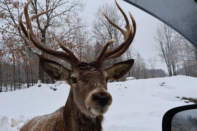 Montreal: Omega Park Canadian Wildlife Safari Adventure - Final Thoughts: Is It Worth It?