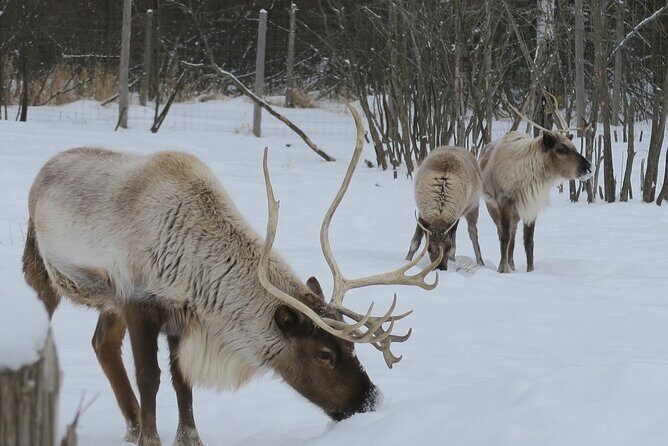Montreal: Omega Park Canadian Wildlife Safari Adventure - Frequently Asked Questions