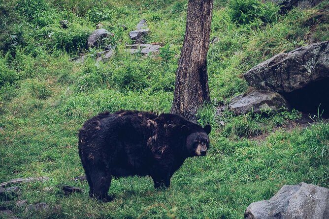 Montreal: Omega Park Canadian Wildlife Safari Adventure - Final Thoughts