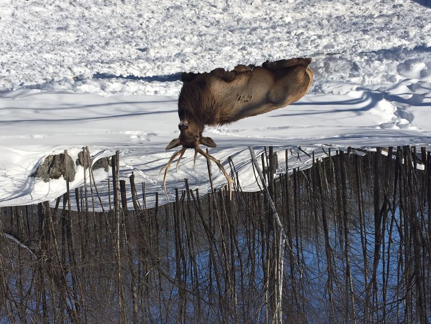 Montreal: Private Day Tour to Parc Omega & Montebello Lodge - History of the Lodge