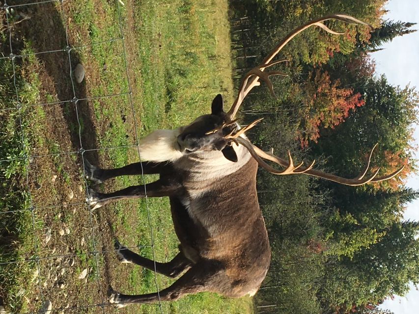 Montreal: Private Day Tour to Parc Omega & Montebello Lodge - Tour Inclusions