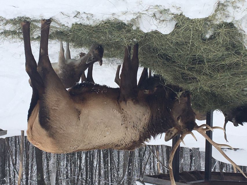 Montreal: Private Day Tour to Parc Omega & Montebello Lodge - Tour Exclusions