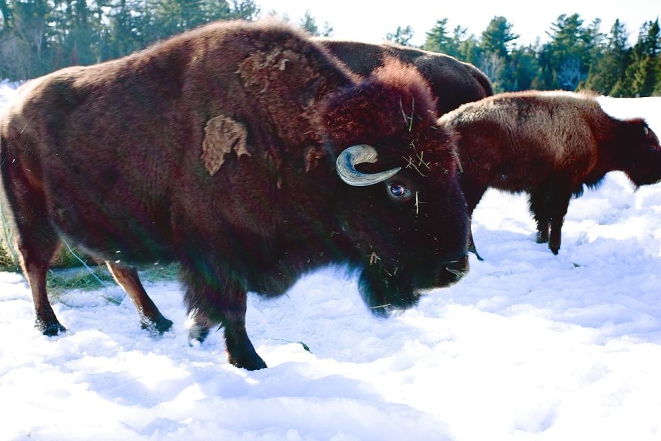 Montreal: Private Day Tour to Parc Omega & Montebello Lodge - Important Considerations