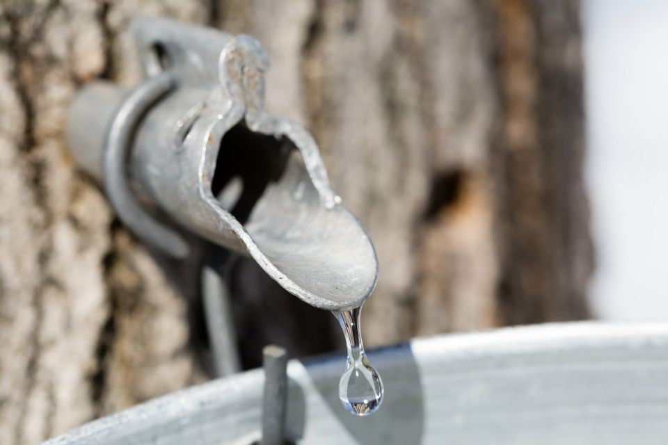 Montreal: Sugar Shack Maple Syrup Day Trip With Lunch - Lunch Buffet at the Farm
