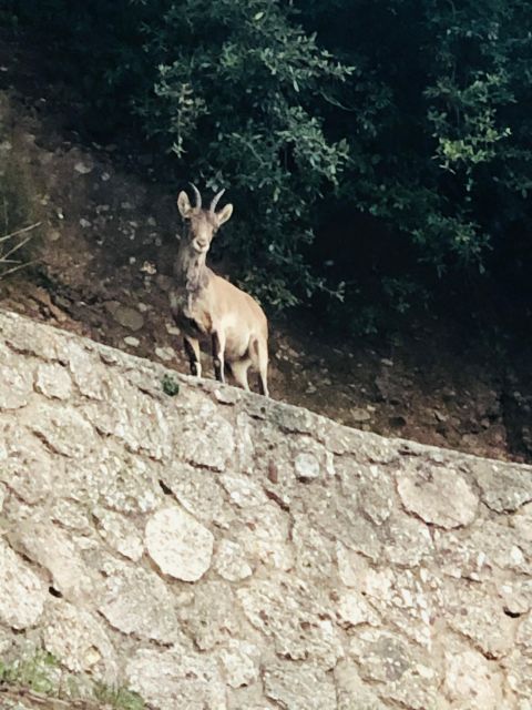 Montserrat & Cavas - Highlights of the Tour
